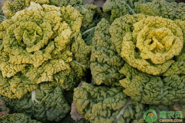 烏塌菜什么時候種植最好？-圖片版權(quán)歸惠農(nóng)網(wǎng)所有