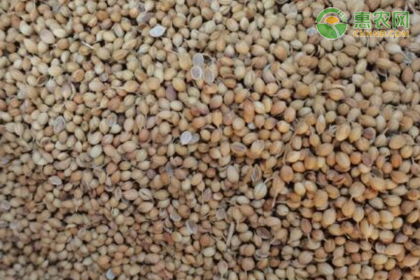 香菜什么時候種植最好？-圖片版權(quán)歸惠農(nóng)網(wǎng)所有