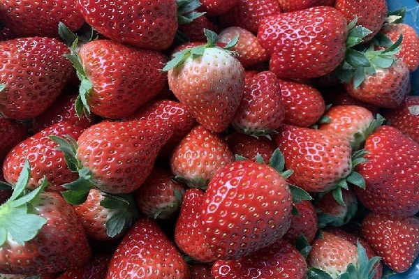 草莓籽一般几天发芽？