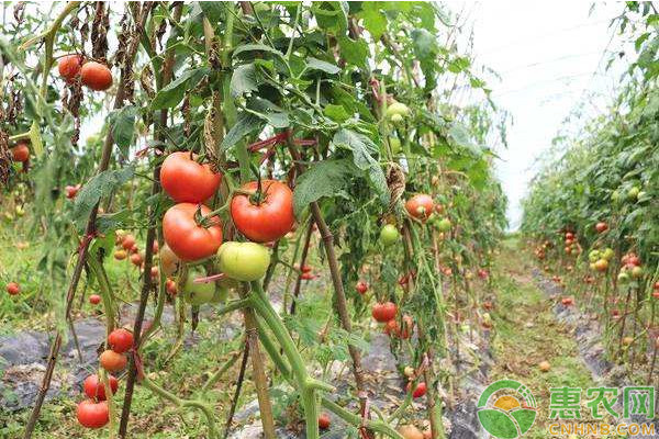 西紅柿種植溫度多少合適？-圖片版權(quán)歸惠農(nóng)網(wǎng)所有