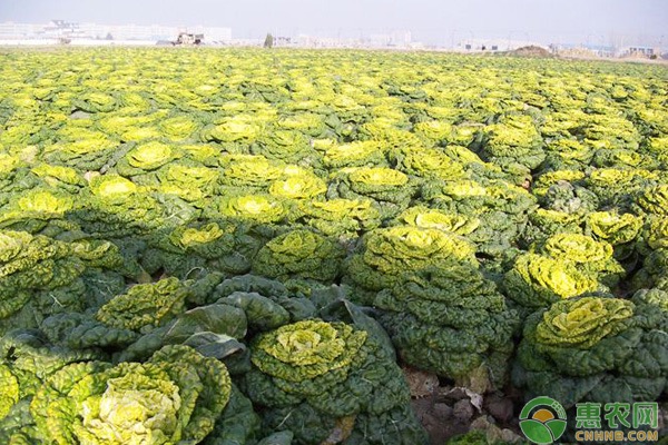 烏塌菜什么時候種植最好？-圖片版權(quán)歸惠農(nóng)網(wǎng)所有