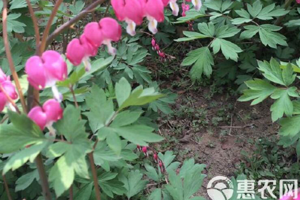 荷包牡丹什么时候种植最好？-图片版权归惠农网所有