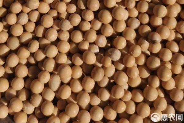 大豆幾月份播種最好？-圖片版權(quán)歸惠農(nóng)網(wǎng)所有