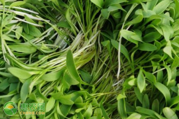 香菜什么時候種植最好？-圖片版權(quán)歸惠農(nóng)網(wǎng)所有