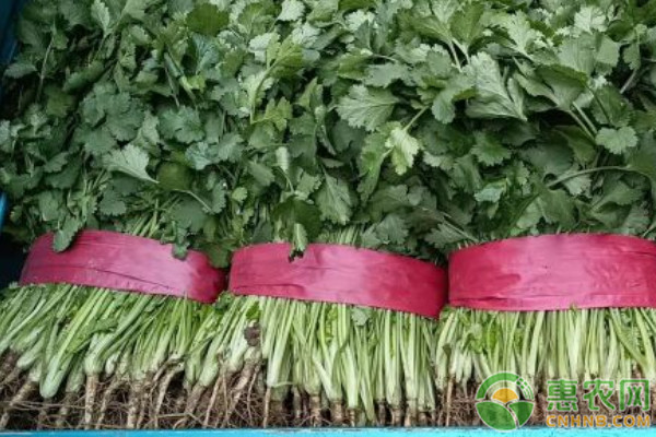 香菜什么時候種植最好？-圖片版權(quán)歸惠農(nóng)網(wǎng)所有