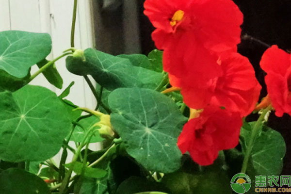 旱蓮花幾月份種最合適？-圖片版權(quán)歸惠農(nóng)網(wǎng)所有