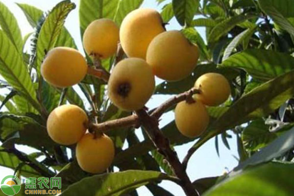 枇杷苗幾年能結(jié)果？-圖片版權(quán)歸惠農(nóng)網(wǎng)所有