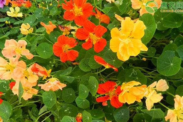 旱蓮花幾月份種最合適？-圖片版權(quán)歸惠農(nóng)網(wǎng)所有
