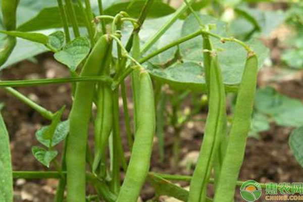 無架四季豆幾月份種最合適？-圖片版權(quán)歸惠農(nóng)網(wǎng)所有