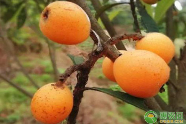 枇杷苗幾年能結(jié)果？-圖片版權(quán)歸惠農(nóng)網(wǎng)所有