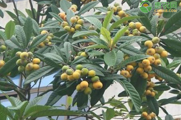 枇杷苗幾年能結(jié)果？-圖片版權(quán)歸惠農(nóng)網(wǎng)所有