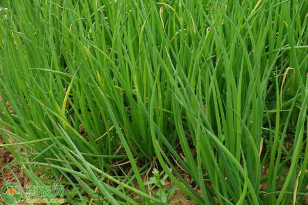 蔥怎么種植長勢才好？-圖片版權(quán)歸惠農(nóng)網(wǎng)所有