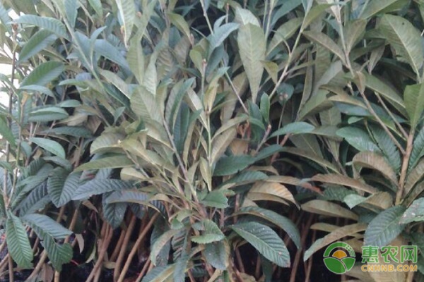 枇杷樹苗種植方法-圖片版權(quán)歸惠農(nóng)網(wǎng)所有