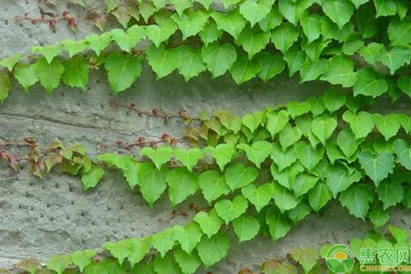 爬山虎什么時候種植比較好？-圖片版權歸惠農(nóng)網(wǎng)所有