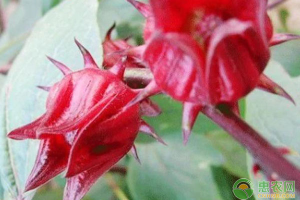 紅桃k什么時候播種合適？-圖片版權歸惠農(nóng)網(wǎng)所有
