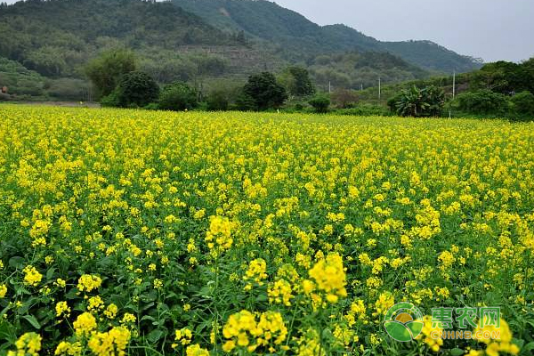 油菜什么時(shí)候種最好？-圖片版權(quán)歸惠農(nóng)網(wǎng)所有
