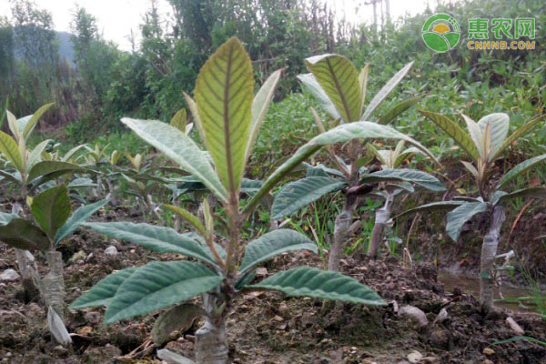 枇杷樹苗種植方法-圖片版權(quán)歸惠農(nóng)網(wǎng)所有