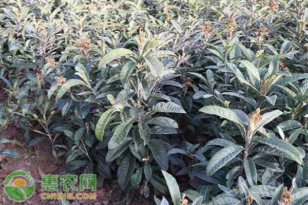 枇杷樹苗種植方法-圖片版權(quán)歸惠農(nóng)網(wǎng)所有