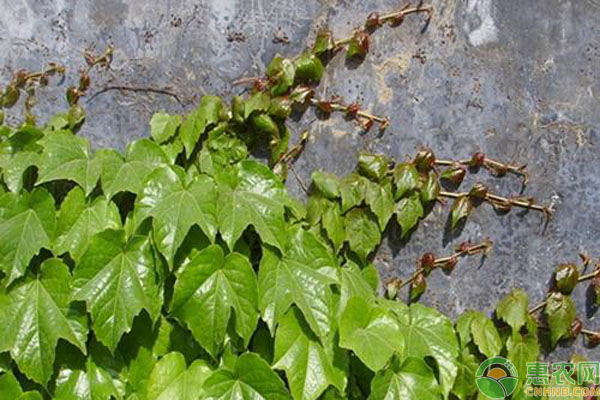 爬山虎什么時候種植比較好？-圖片版權歸惠農(nóng)網(wǎng)所有