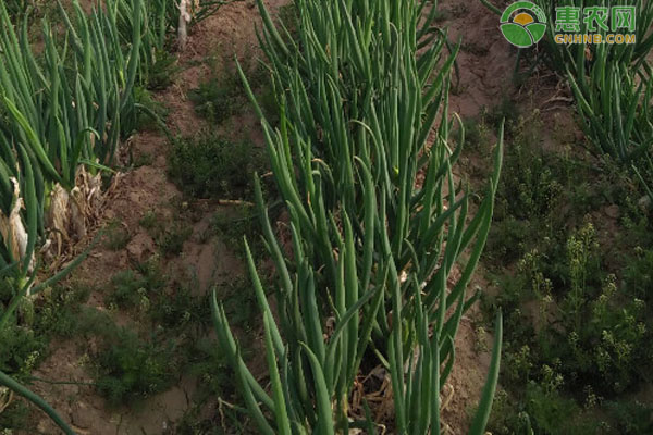 蔥怎么種植長勢才好？-圖片版權(quán)歸惠農(nóng)網(wǎng)所有