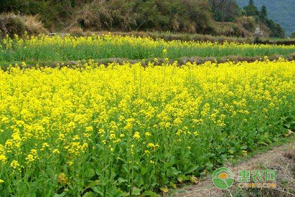 油菜什么時(shí)候種最好？-圖片版權(quán)歸惠農(nóng)網(wǎng)所有
