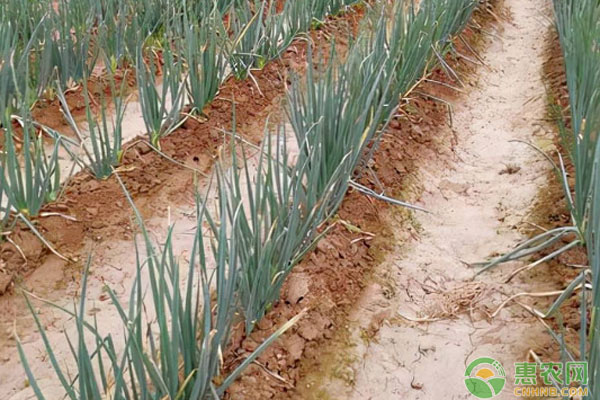 蔥怎么種植長勢才好？-圖片版權(quán)歸惠農(nóng)網(wǎng)所有