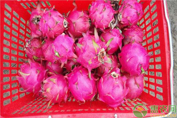 火龍果什么時(shí)候種植最好？-圖片版權(quán)歸惠農(nóng)網(wǎng)所有