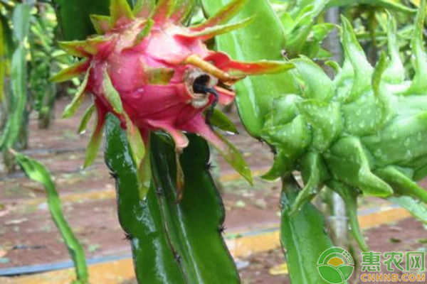 火龍果什么時(shí)候種植最好？-圖片版權(quán)歸惠農(nóng)網(wǎng)所有