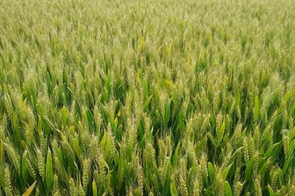 2024年小麦价格今日价一斤多少钱？