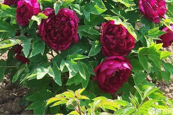 牡丹什么時(shí)候種植合適？-圖片版權(quán)歸惠農(nóng)網(wǎng)所有