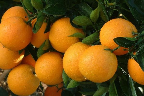 脐橙什么时候成熟上市？