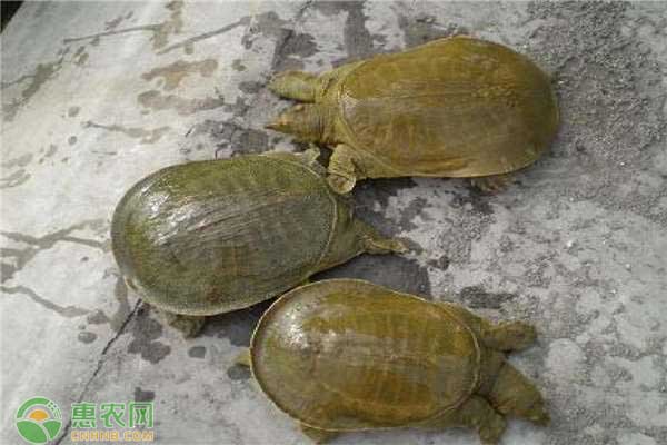 一畝養(yǎng)殖甲魚多少只？-圖片版權(quán)歸惠農(nóng)網(wǎng)所有