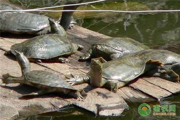 一畝養(yǎng)殖甲魚多少只？-圖片版權(quán)歸惠農(nóng)網(wǎng)所有
