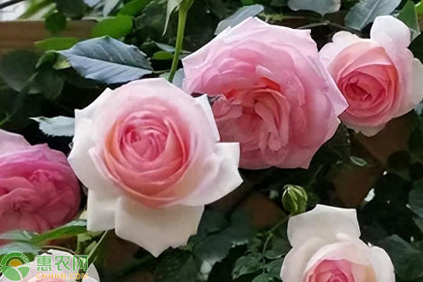 冬季月季花怎么養(yǎng)比較好？-圖片版權(quán)歸惠農(nóng)網(wǎng)所有