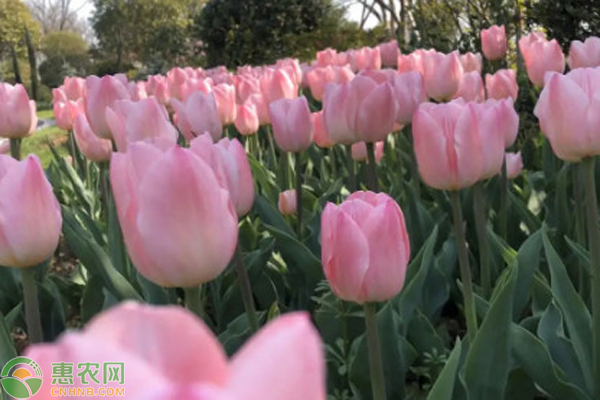 郁金香種球什么時候種植最好？-圖片版權(quán)歸惠農(nóng)網(wǎng)所有