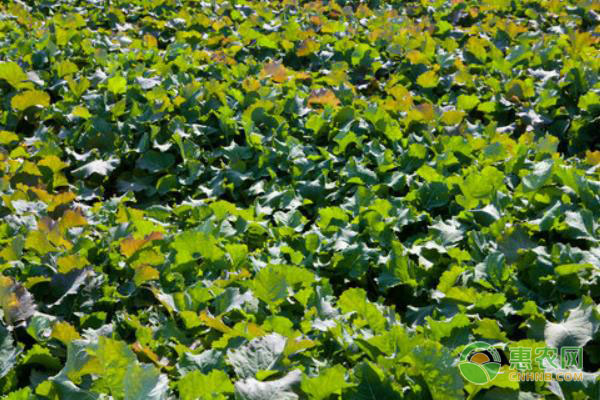 今年油菜什么時候種植最好？-圖片版權(quán)歸惠農(nóng)網(wǎng)所有