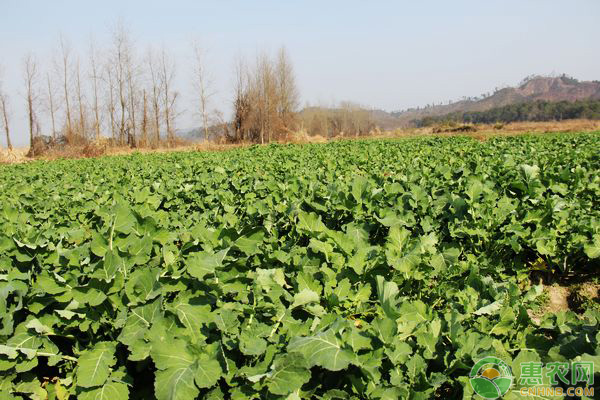 今年油菜什么時候種植最好？-圖片版權(quán)歸惠農(nóng)網(wǎng)所有