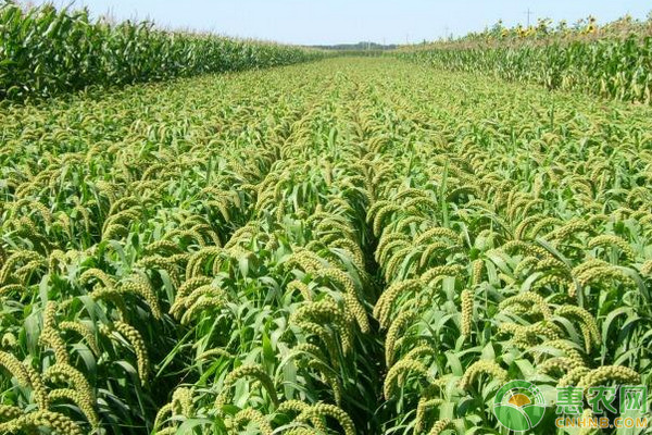 春谷什么時候種植最合適？-圖片版權(quán)歸惠農(nóng)網(wǎng)所有