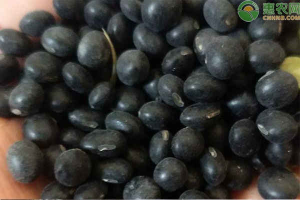 黑豆適合什么時候種植？-圖片版權(quán)歸惠農(nóng)網(wǎng)所有
