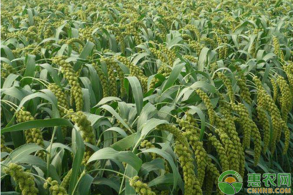 春谷什么時候種植最合適？-圖片版權(quán)歸惠農(nóng)網(wǎng)所有