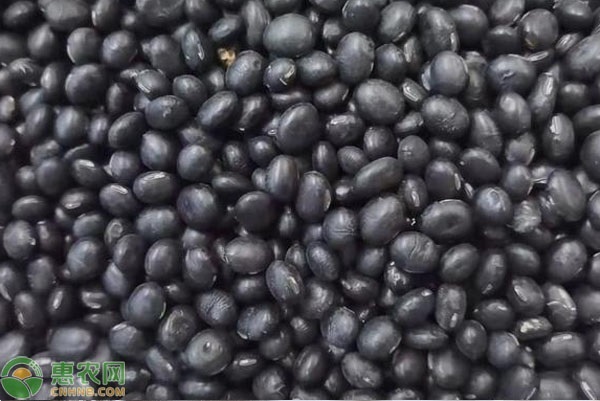 黑豆適合什么時候種植？-圖片版權(quán)歸惠農(nóng)網(wǎng)所有