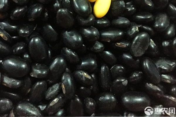 黑豆適合什么時候種植？-圖片版權(quán)歸惠農(nóng)網(wǎng)所有