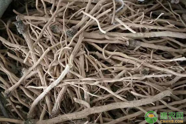 板藍(lán)根什么時(shí)候種植最好？-圖片版權(quán)歸惠農(nóng)網(wǎng)所有