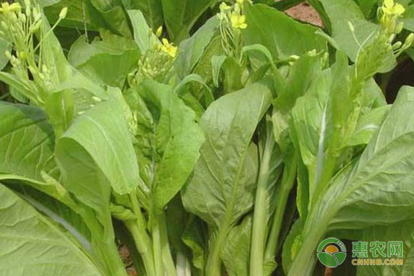 白菜苔什么時候種植最好？-圖片版權(quán)歸惠農(nóng)網(wǎng)所有