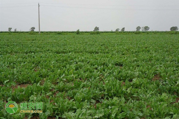板藍(lán)根什么時(shí)候種植最好？-圖片版權(quán)歸惠農(nóng)網(wǎng)所有