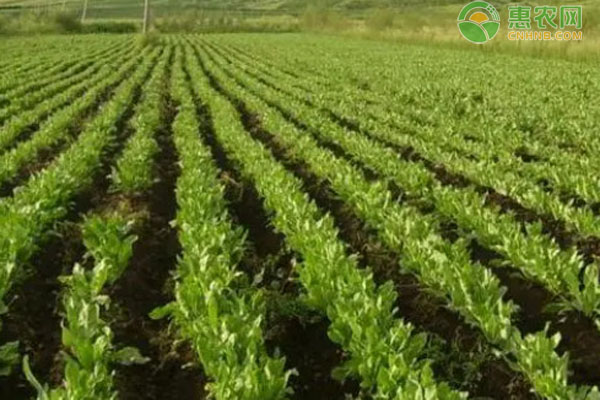 板藍(lán)根什么時(shí)候種植最好？-圖片版權(quán)歸惠農(nóng)網(wǎng)所有