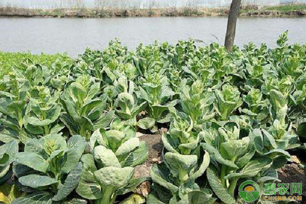 白菜苔什么時候種植最好？-圖片版權(quán)歸惠農(nóng)網(wǎng)所有