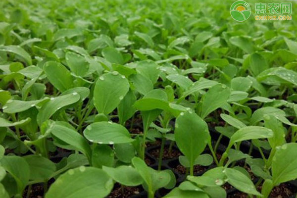 雞毛菜什么時候種最合適？-圖片版權(quán)歸惠農(nóng)網(wǎng)所有
