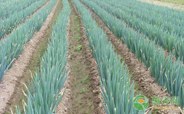 大蔥什么時候種植最合適？-圖片版權(quán)歸惠農(nóng)網(wǎng)所有