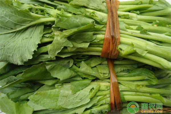 白菜苔什么時候種植最好？-圖片版權(quán)歸惠農(nóng)網(wǎng)所有